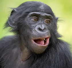 Photo sur Plexiglas Singe Le portrait en gros plan de Bonobo (Pan Paniscus) sur le fond naturel vert.