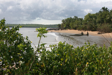 Fototapeta na wymiar Arbres échoués sur la plage en période de grosses marées à Rémire-Montjoly, Guyane française