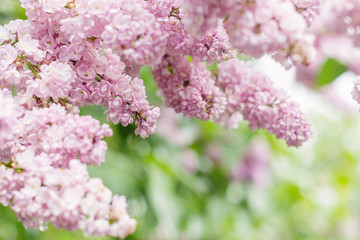 Naklejka premium pink lilac flowers