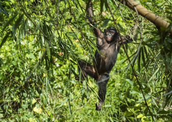 The portrait of juvenile Bonobo on the tree in natural habitat. Green natural background. The Bonobo ( Pan paniscus)