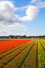 tulip field near Lisse, Netherlands