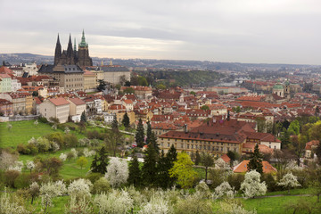 Obraz premium View on the spring Prague City with gothic Castle, green Nature and flowering Trees, Czech Republic