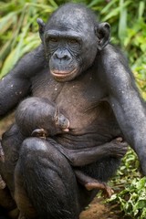 The  cub of chimpanzee  Bonobo ( Pan paniscus) on a breast of the nursing Mother. Portrait close up.