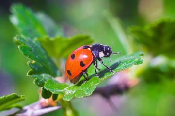 ladybug on a leaf