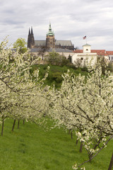 Fototapeta na wymiar View on the spring Prague City with gothic Castle, green Nature and flowering Trees, Czech Republic