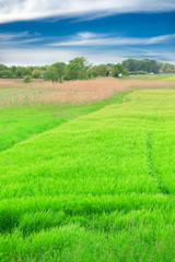Green wheat in the field