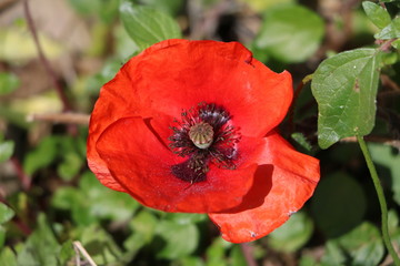 Red flower of poppy