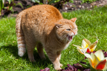 hissing cat in a garden