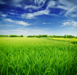 Obraz premium Green wheat in the field