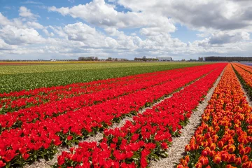 Crédence de cuisine en verre imprimé Tulipe Champs de tulipes à Lisse, Pays-Bas