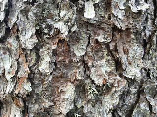 bark of tree texture