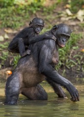 Bonobo standing on her legs in water with a cub on a back. Green natural background.  The Bonobo (...