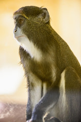 monkey orangutan animal