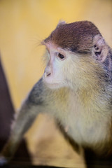 monkey orangutan animal