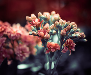 pink flowers at abstract background