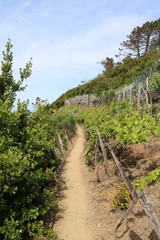 Hiking trail through wine region on the Amalfi Coast Cinque Terre in Italy
