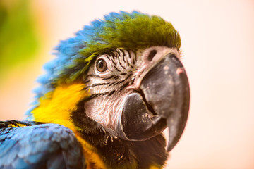 Ara parrot tropical bird