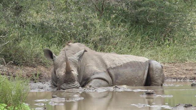White rhino lying in water with two oxpeckers walking on it's head, one oxpecker eats from open wound on rhino's face.