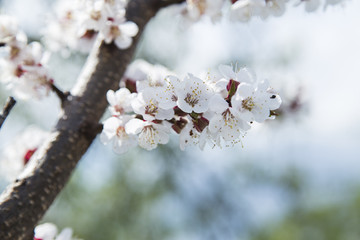 Spring apricot blossom in the garden