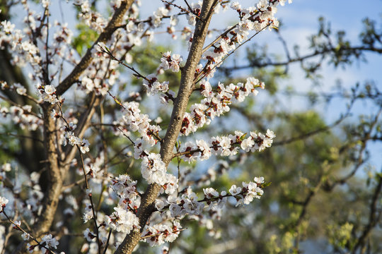 Blooming apricot tree in the garden