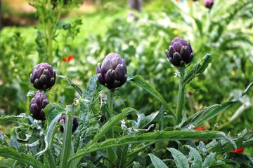 Artichokes growing in the garden, Italy
