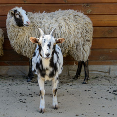 spotted goat farm animal