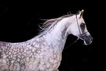 Fototapeta na wymiar portrait of running arabian horse at black background