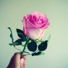 holding pink rose retro style