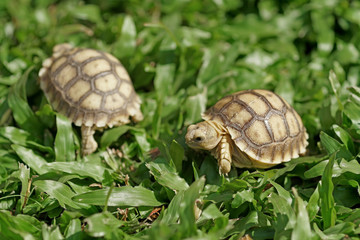 african spurred tortoise or geochelone sulcata