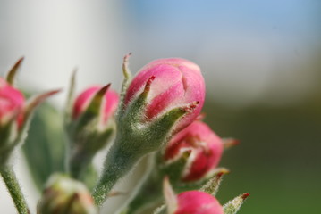 Apple flower buds in macro