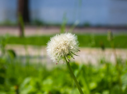 Fototapeta dandelions wither and green grass