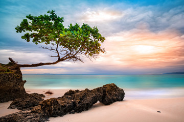 Exotische Meereslandschaft mit Seetraubenbäumen, die sich bei Sonnenuntergang über einem felsigen karibischen Strand in Cayo Levantado, Dominikanische Republik, lehnen
