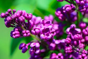 lilac flowers in spring