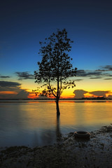 The Tree silhouette leaning over lake in Surin