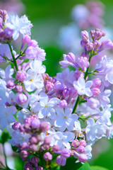 lilac flowers in spring