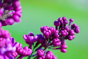 lilac flowers in spring