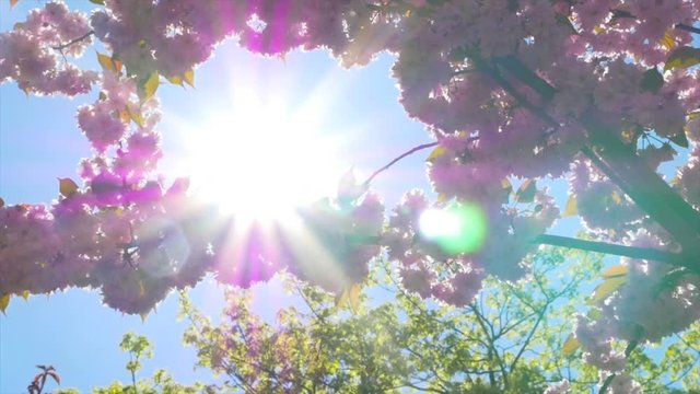  Cherry Blossoms in the sunshine in slow motion