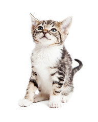 Adorable Young Tabby Kitten Over White