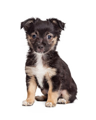 Black and Tan Terrier Puppy Dog