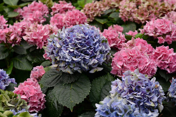 Hydrangeas