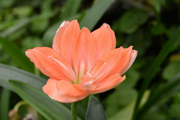 Obraz premium Lily in the garden
