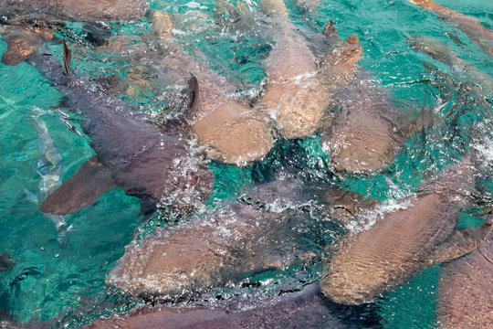 Group of nurse sharks in Belize