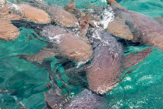 Gray and tawny nurse sharks feeding in Belize