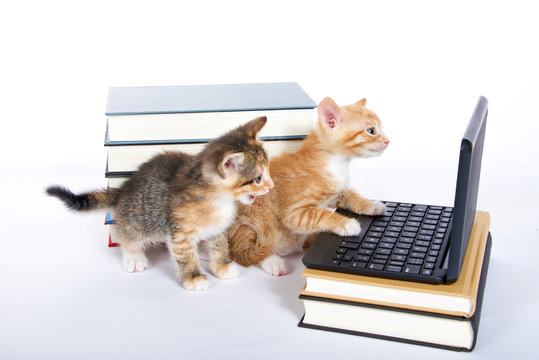 Почему котикам компьютеры не нравятся