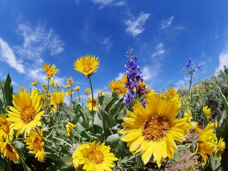 Yellow and Blue Wild Flowers, Blue Sky and Clouds.