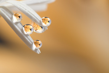 Flower, lily, drop, close-up, macro.