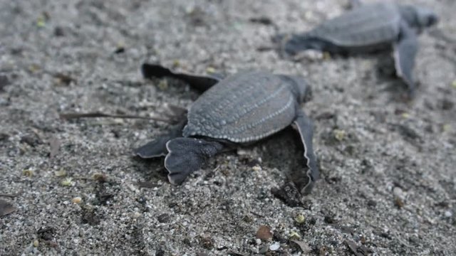 Close-up of three leatherback turtle crawling on the beach; Trinidad; Trinidad and Tobago