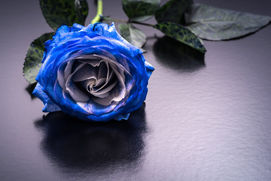 Fototapeta Flower, blue rose, drop, close-up, macro.