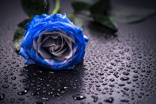 Fototapeta Flower, blue rose, drop, close-up, macro.