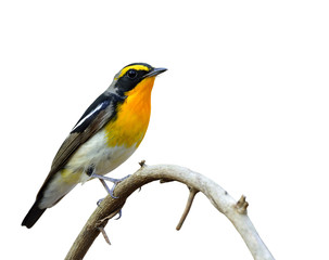 Fototapeta premium Narcissus Flycatcher (ficedula zanthopygia) the beautiful yellow